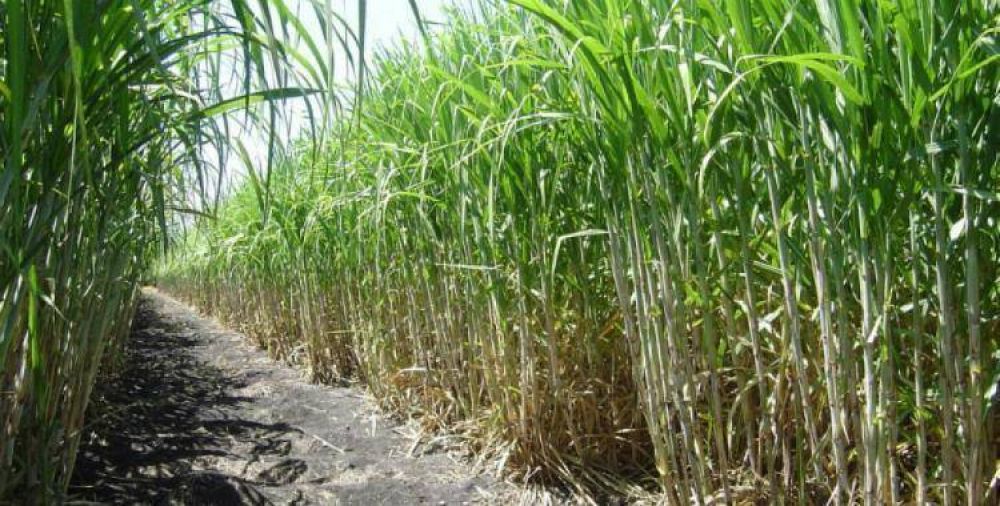 La cosecha de ca�a de az�car fue de un 66% del total cultivado en Tucum�n