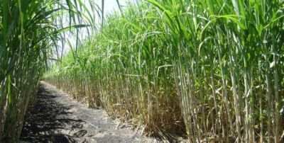 La cosecha de ca�a de az�car fue de un 66% del total cultivado en Tucum�n