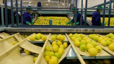 El lim�n ya viaja hacia M�xico, otro destino exportador