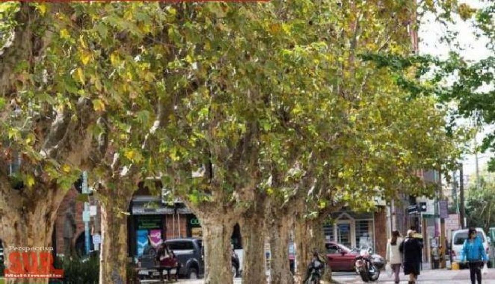 El Municipio multa a los vecinos que podaron en la v�a p�blica