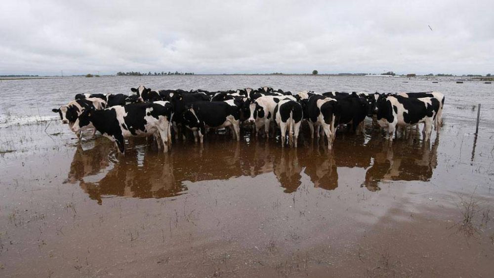 Aumentara el precio de la carne por inundaciones en los campos bonaerenses