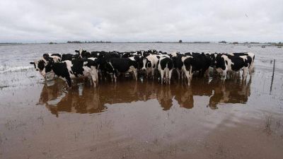 Aumentar�a el precio de la carne por inundaciones en los campos bonaerenses