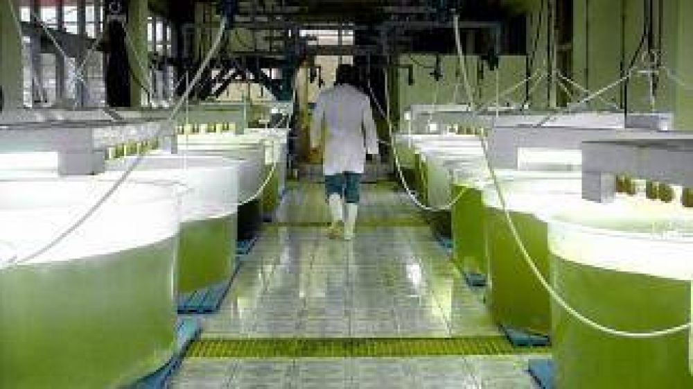 Advierten que el bloqueo de EEUU al biodi�sel argentino paralizar� a la industria local y pondr� en riesgo 6.000 empleos