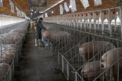 Gioja apunt� contra la importaci�n de carne porcina