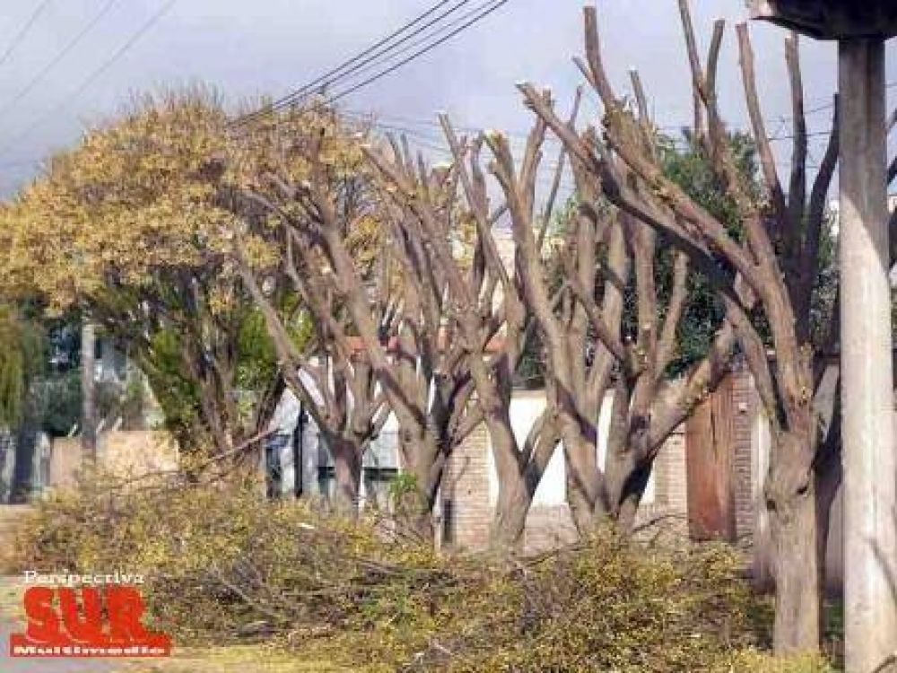 Ya fueron labradas alrededor de 50 infracciones por podas no autorizadas