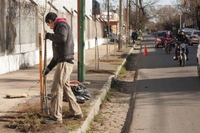 Colocan nuevas especies de �rboles en distintos espacios p�blicos