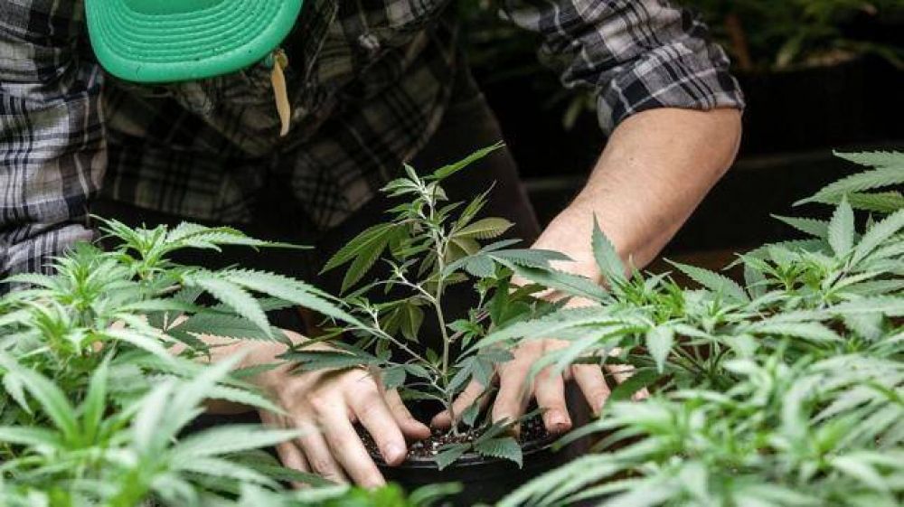 Crean un Comit de Supervisin del Uso Medicinal del Cannabis