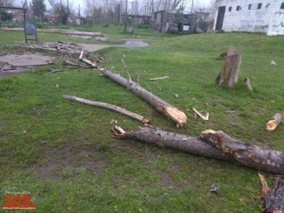 �rboles y postes de luz ca�dos en la Ribera por el temporal