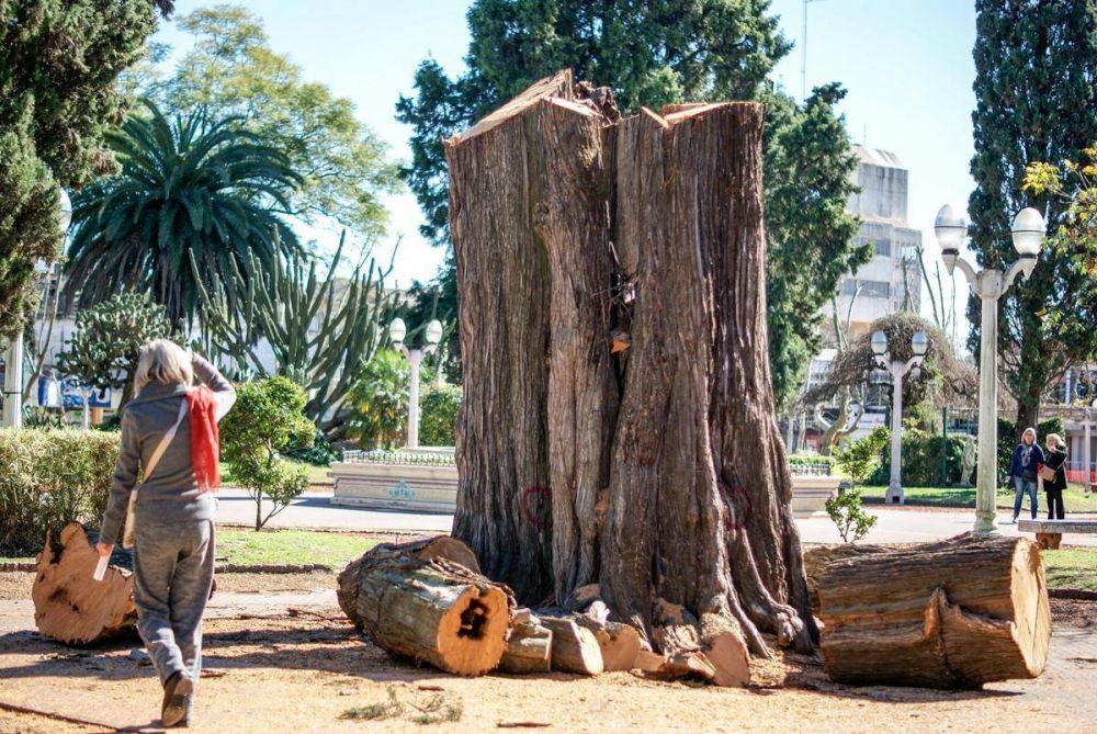 Vecinos cuestionaron la poda en la plaza Col�n