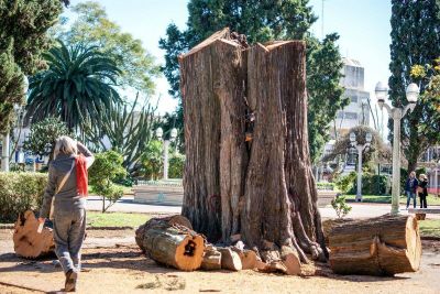 Vecinos cuestionaron la poda en la plaza Col�n