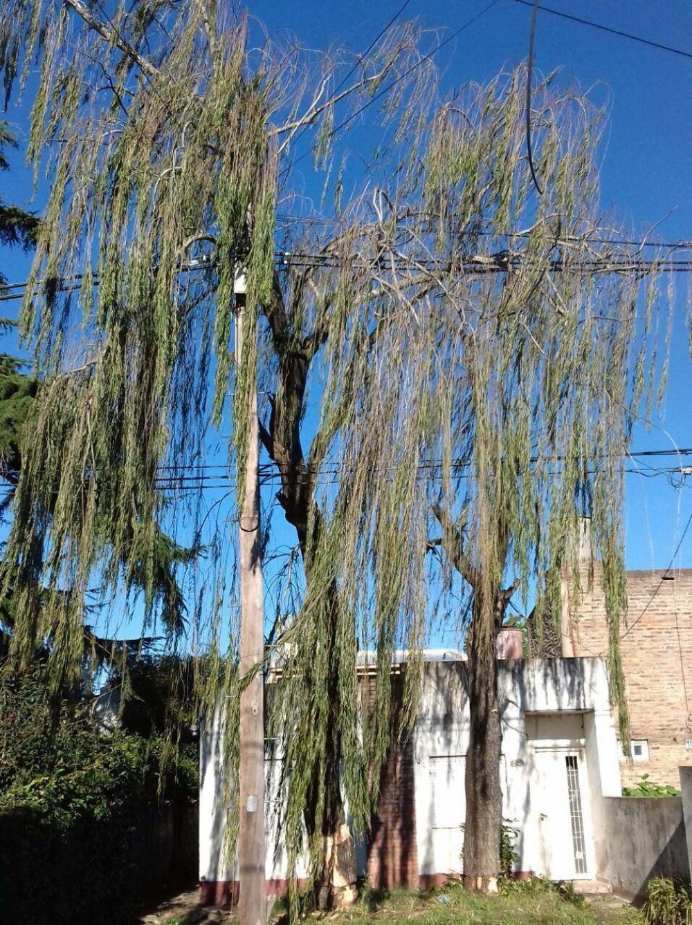 Temor de los vecinos por un �rbol en riesgo de ca�da