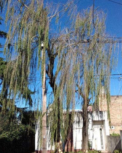Temor de los vecinos por un �rbol en riesgo de ca�da