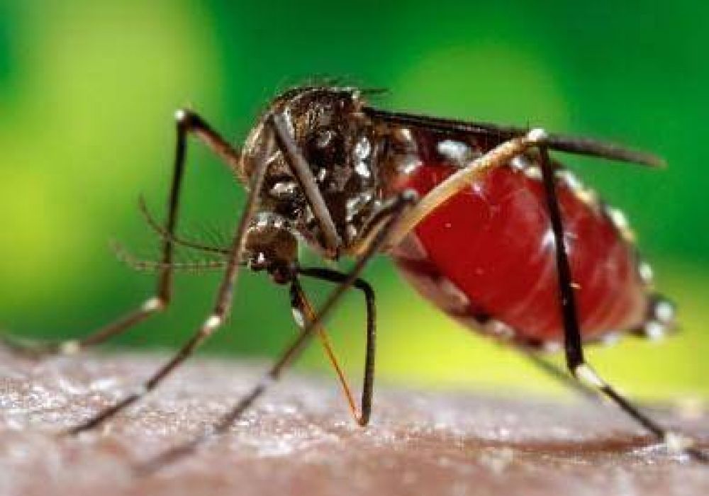 En tres lugares de la Ciudad ya hay mosquitos transmisores del dengue