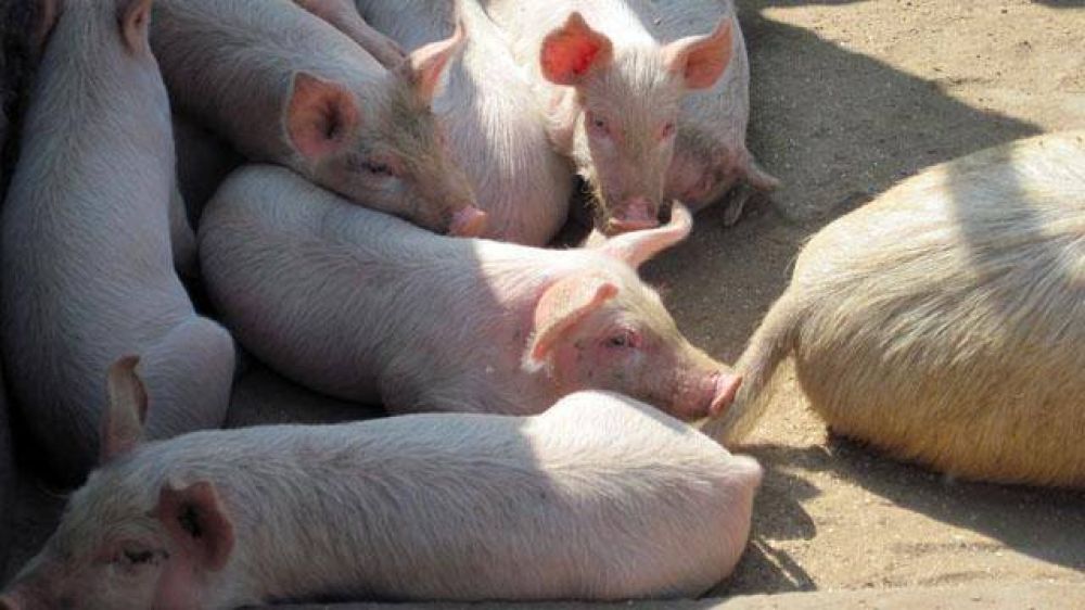 Entrerrianos piden a Nacin que frene importacin de carne cerdos	 