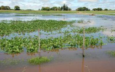 Decisi�n del Ministerio de Agroindustria nacional: Emergencia agropecuaria para diez distritos bonaerenses