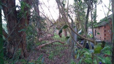 San Pedro: piden remover �rboles con riesgo de ca�da