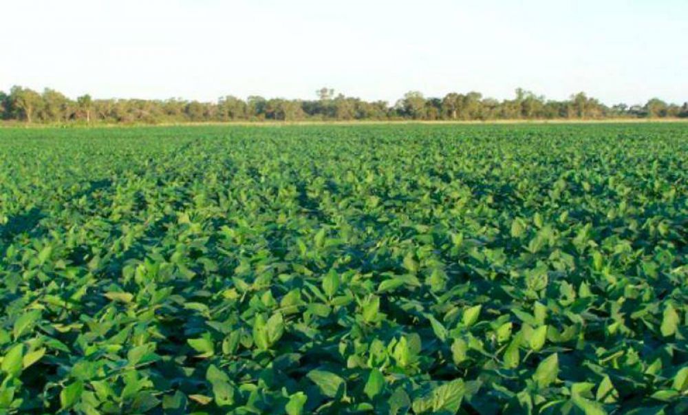 Recomiendan declarar la emergencia agropecuaria en Santa Fe