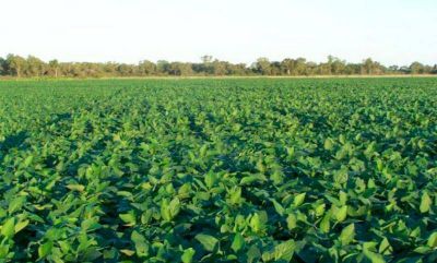 Recomiendan declarar la emergencia agropecuaria en Santa Fe