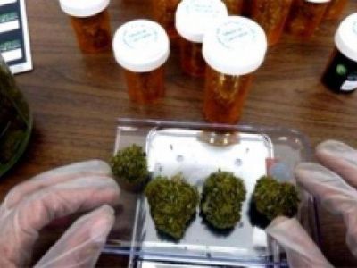 Reglamentaron el Programa Nacional para la investigaci�n de cannabis medicinal