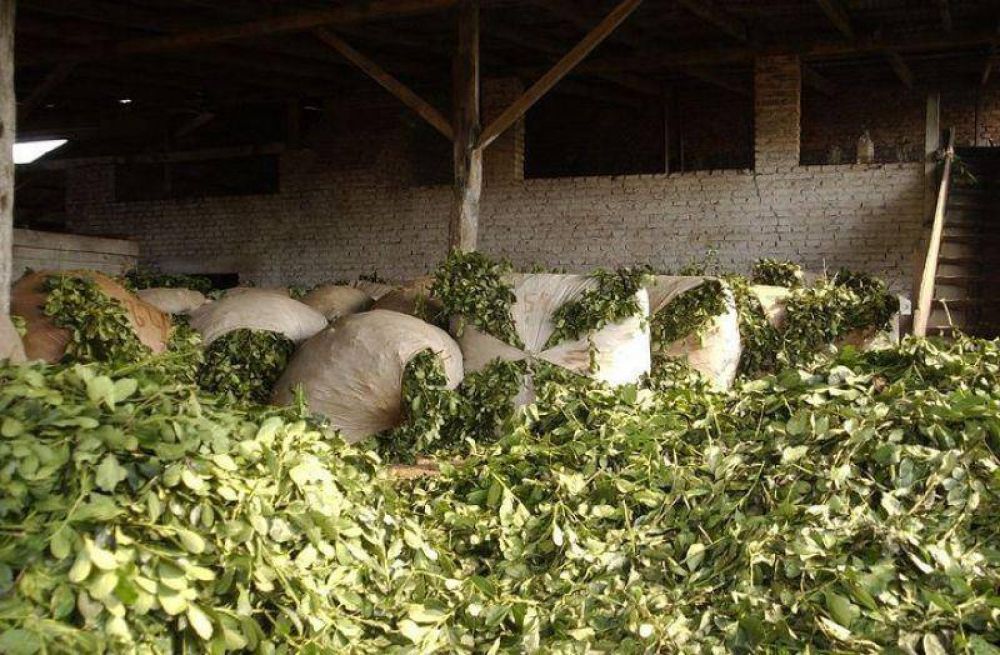 AGRO: SE COSECH� 30% MENOS DE YERBA MATE EN MISIONES