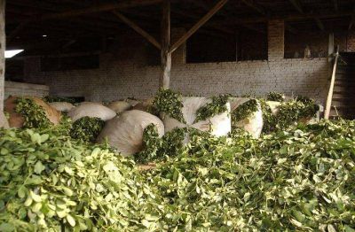 AGRO: SE COSECH� 30% MENOS DE YERBA MATE EN MISIONES