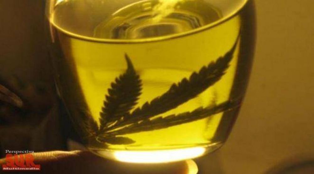 Autorizan al Conicet y al INTA a cultivar cannabis