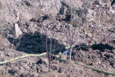 Buscan crear un pulm�n verde en el vertedero municipal