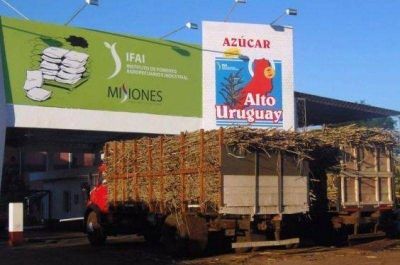 SE ESTIMA QUE LA ZAFRA CA�ERA FINALIZAR� CON UNA COSECHA 50 MIL TONELADAS