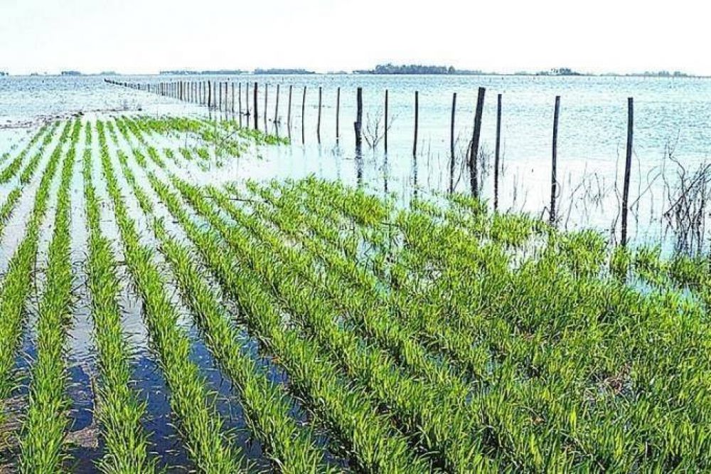 Inundaciones: Ms de la mitad del rea sembrada de trigo se encuentra con exceso de agua
