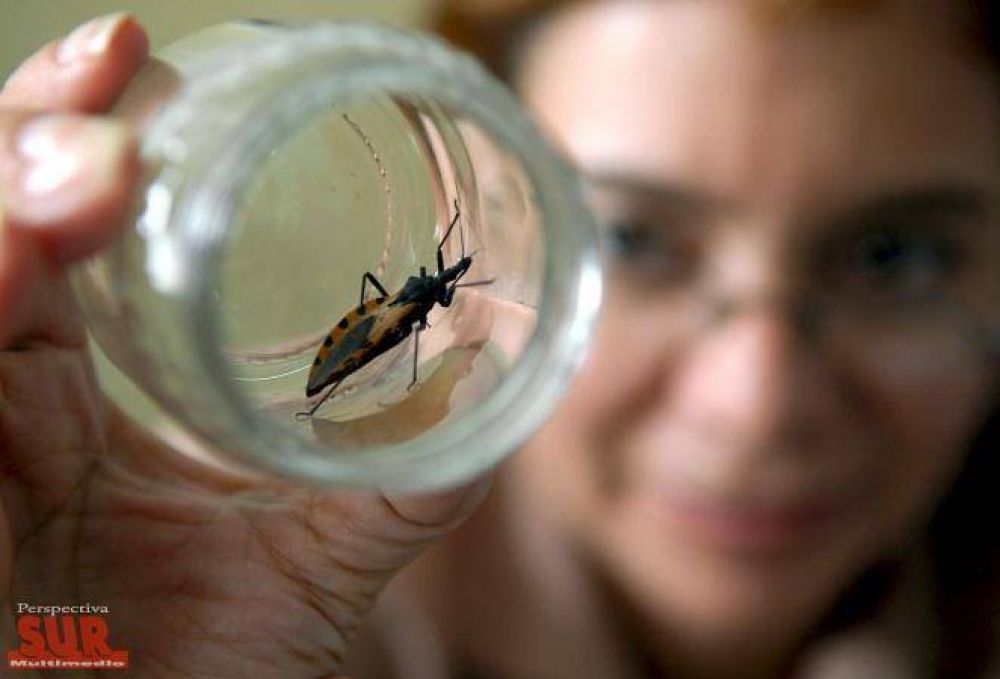 El mal de Chagas afecta a m�s de 1 mill�n de argentinos