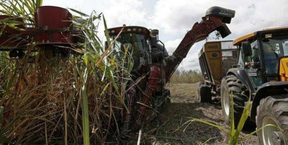 La materia prima en la zafra disminuy� un 15% en relaci�n con el a�o pasado