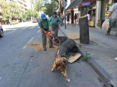 Relevamiento forestal y 40 mil plantas nuevas para C�rdoba