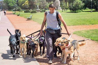 Crean el primer sindicato de paseadores de perros del pas