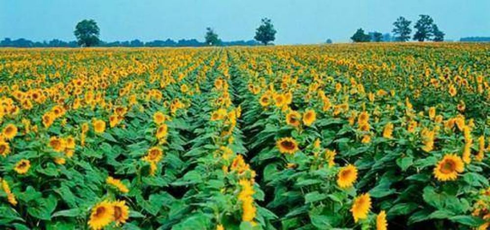 Ya se sembr� la mitad del territorio girasolero