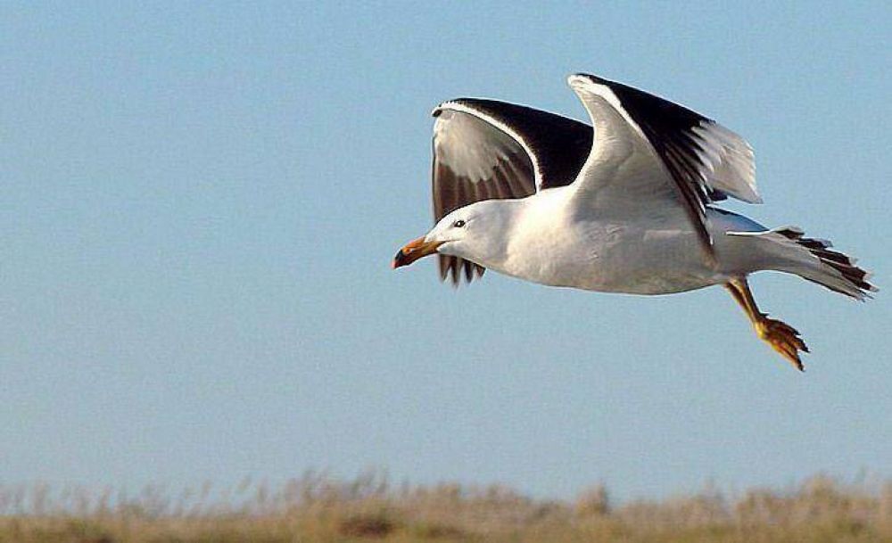 Monitorean los residuos en la laguna de Mar Chiquita para preservar a las gaviotas