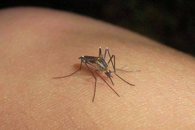 El Gobierno lanz� la campa�a de prevenci�n contra el dengue