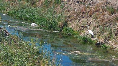 La garza blanca en el canal mugriento: una postal de la contaminaci�n en Neuqu�n