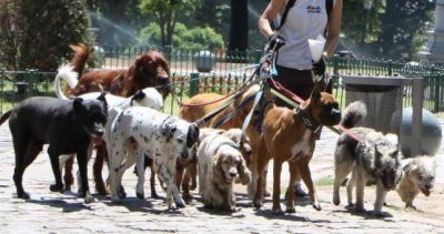 Made in Argentina: crean el sindicato de paseadores de perros