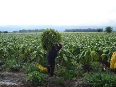 TABACO: ADVIERTEN QUE GRAN PARTE DE LA RECUPERACI�N DE LA PRODUCCI�N DEPENDE DEL CESE DE LLUVIAS