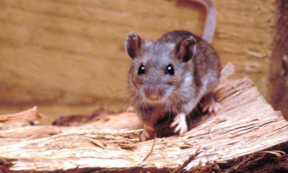 Alerta por la posible aparici�n de casos de enfermos por hantavirus