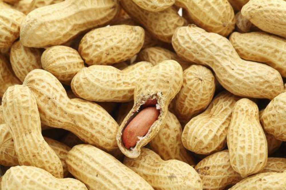 C�rdoba produce y exporta m�s del 90% del man� argentino al mundo