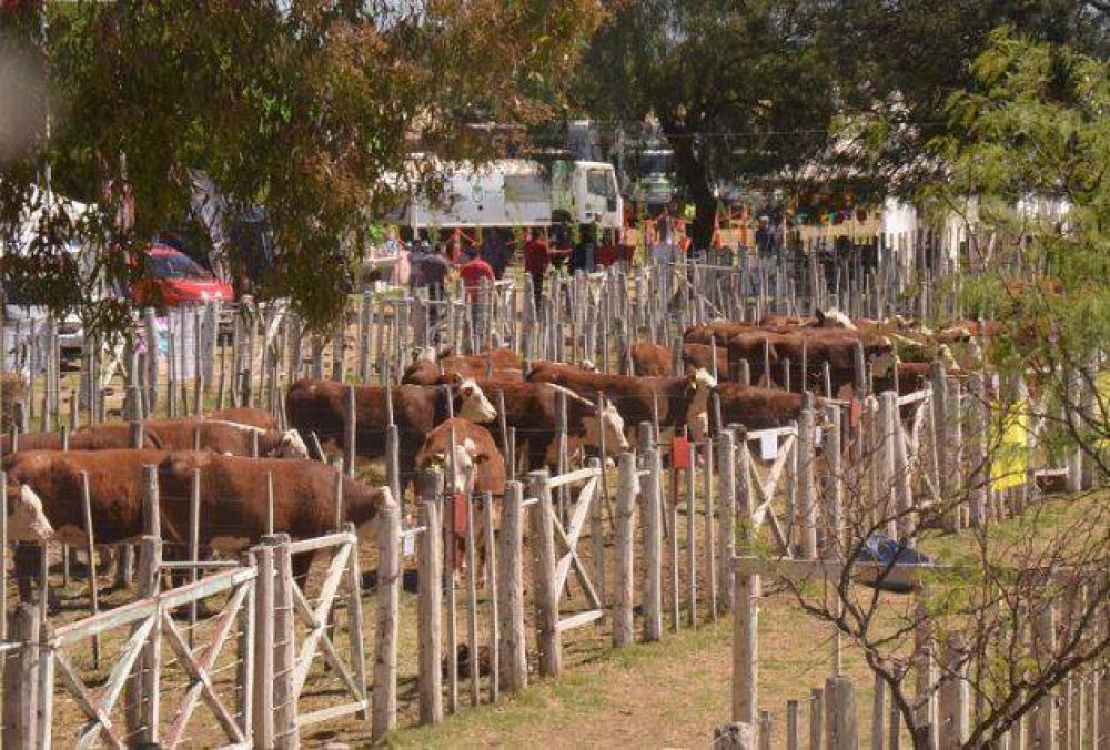 Freixes dijo que frigor�ficos fueron presionados para no acompa�ar el Plan Carne San Luis