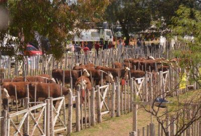 Freixes dijo que frigor�ficos fueron presionados para no acompa�ar el Plan Carne San Luis