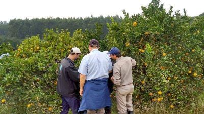 TRABAJADORES DEL INTA MISIONES SE MOVILIZAR�N EN POSADAS EN RECHAZO A LOS DESPIDOS