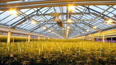 Productor mundial de cannabis medicinal busca desembarcar en la Argentina