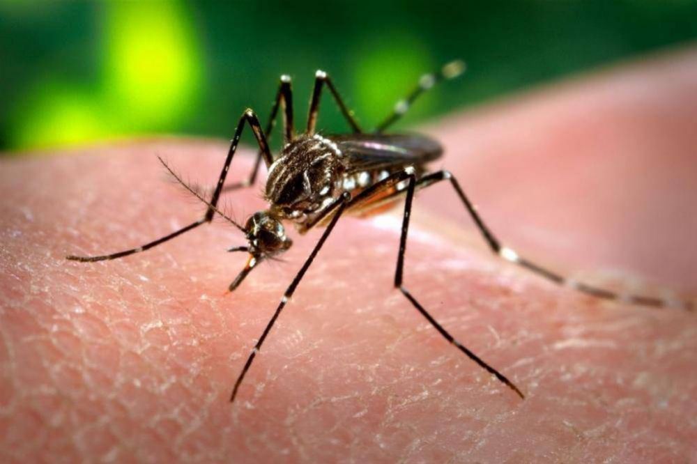 Sin criaderos, no hay mosquitos la campaa del Ministerio de Salud para luchar contra el Dengue, Zika y Chikungunya