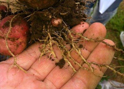 Monsanto suspende el lanzamiento del pesticida NemaStrike por quejas de erupciones en la piel