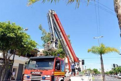 El Municipio interviene preventivamente �rboles antiguos