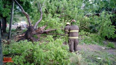 El viento quebr� �rboles y arranc� carteles en todo el distrito