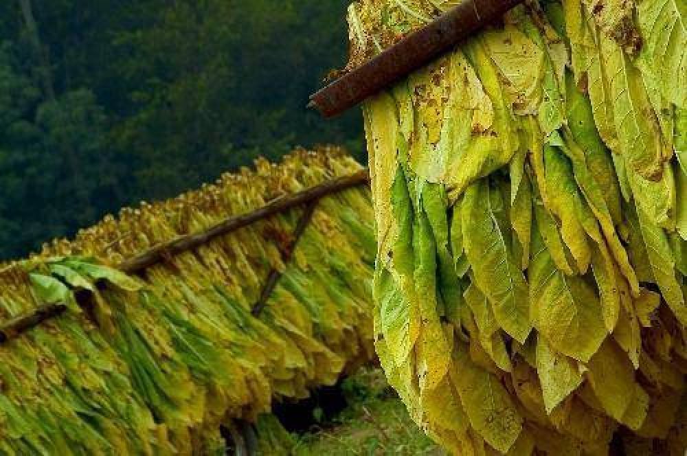 Tabacaleros cobrar�n hoy el segundo adelanto de Caja Verde y en diciembre el total remanente